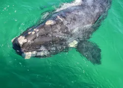 juvenile Southern Right Whale in False Bay