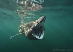 basking-shark-scotland.jpg.webp