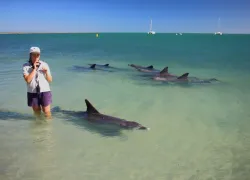 become-marine-biologist-dolphins-shutterstock_.jpg.webp
