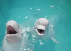 Two belgua whales smile at camera.