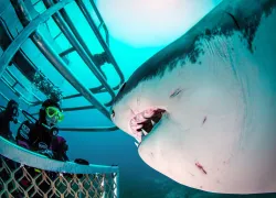 big approach-aaaa   .jpg.webp