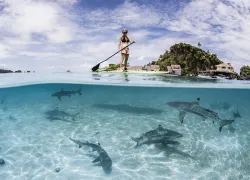 blacktipreefshark_misoolresort_rajaampat_indonesia_Shawn Heinrichs   .jpg.webp