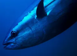 blue-fin-tuna-shutterstock.jpg.webp