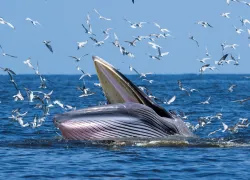Brydes Whale