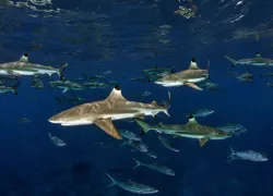 shark cancer