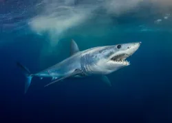 can-sharks-smell-blood-mako-shutterstock.jpg.webp