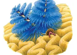 christmas-tree-worms-interesting-facts.jpg.webp