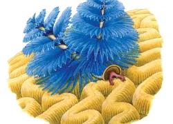 christmas tree worm