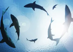 Sharks circle overhead.