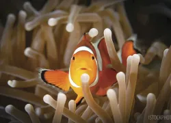 clownfish-sex-change.jpg.webp