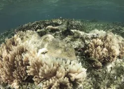 coral-dying-shutterstock_.jpg.webp