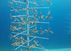 coral tree curacao