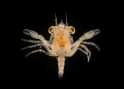Crab larvae