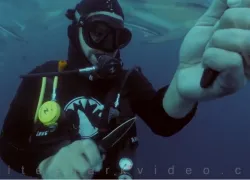 cut-wrist-sharks-video.jpg.webp