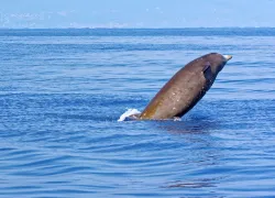 Cuvier's beaked whale