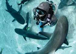 divelife-cristina-zenato-working-with-sharks.jpg.webp
