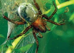 diving_bell_spider_teaser_spd_ew.jpg.webp