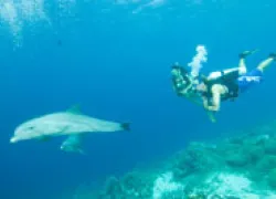 divingdolphinsthumb.jpg.webp