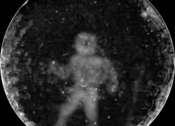 dolphin echolocation image