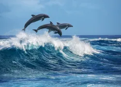 Dolphins jumping over waves
