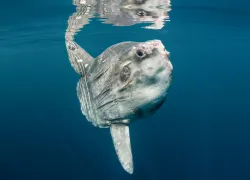 Facts about the oceanic sunfish mola mola