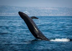 false-killer-whale_istock-.jpg.webp
