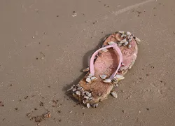 flip-flop