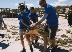 florida aquarium sea turtle release