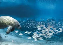 freshwater_dives_mantee_featured_imagex_carol_grant_spd.jpg.webp
