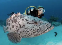 gbr-australia_sawyer.jpg.webp