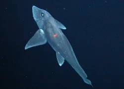 ghost shark