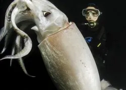 giant-squid.jpg.webp