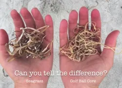 golf balls litter ocean pebble beach