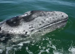 gray-whale-facts-pic.jpg.webp