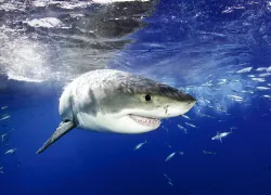 great white shark