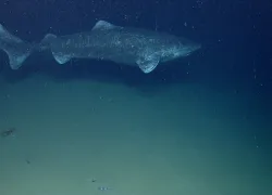 greenland shark