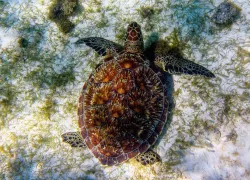 greenturtle_ RudiErnst _shutterstock__.jpg.webp