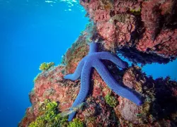 guam-pacific-blue-starmichael-fusco-.jpg.webp
