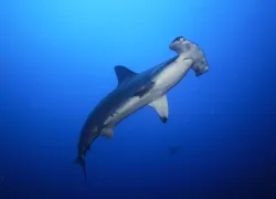 Hammerhead Shark