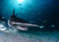 hammerhead-shark-diver-bahamas-shutterstock.jpg.webp