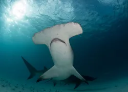 hammerhead shark