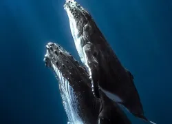 humpback whales