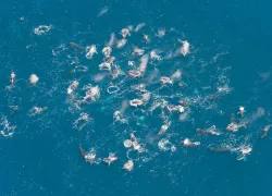humpback whale super group