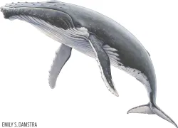 humpback_whale_.jpg.webp