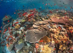Indonesia liveaboard