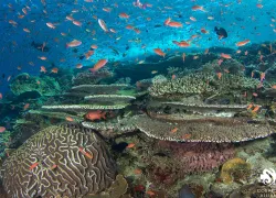 indonesia coral reef