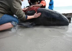 pilot whale stranding