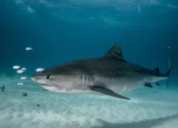 tiger shark