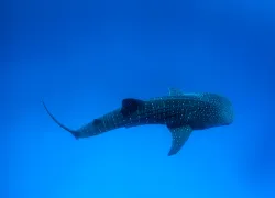 whale shark