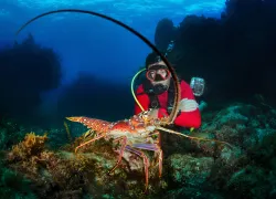 istock__full_lobster.jpg.webp